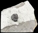 Enrolled Eldredgeops (Phacops) Trilobite - New York #54999-1